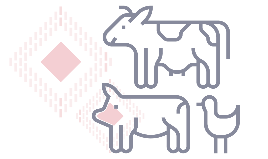 Desa Getasan: Investasi Peternakan
