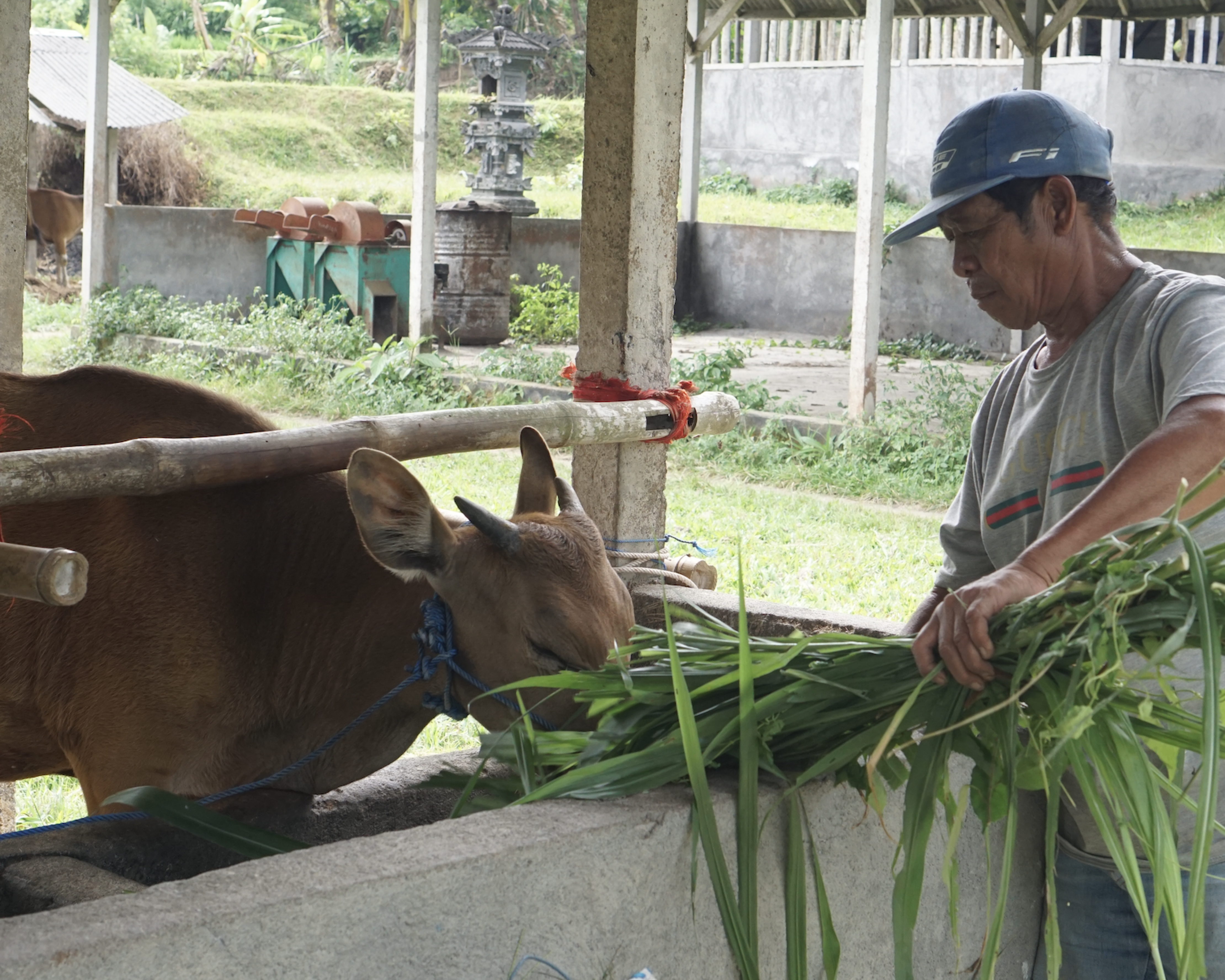 Desa Getasan: Investasi Peternakan